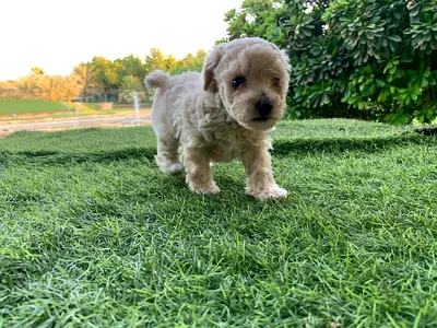 Poodle Puppy - Female