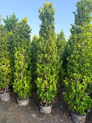 Ficus Panda Cone Shape 2m-3m