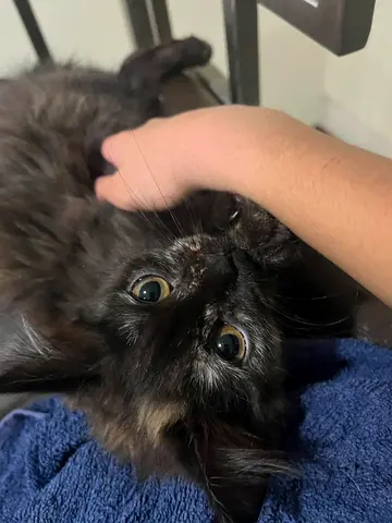 5 Cats Looking for Loving Homes - Free Adoption!
