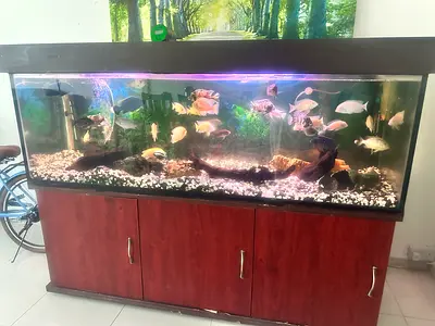 Large 6ft Home Aquarium with Wooden Cabinet and Fish