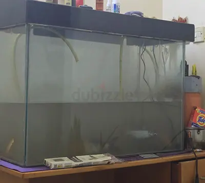 Aquarium and fish