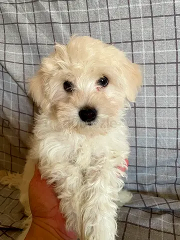 Cute white Maltese mix puppy — young, vaccinated, friendly