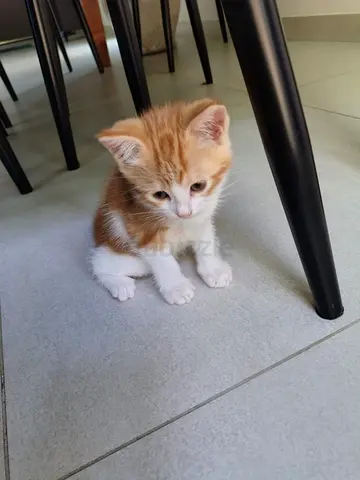 Free adoption 2 kittens 6 weeks old