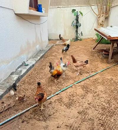 Chickens for Adoption
