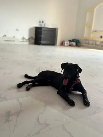 Friendly Black Labrador Looking for a Home - Male, Young