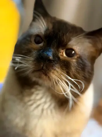 Friendly Siamese mix cat available for adoption - affectionate and calm