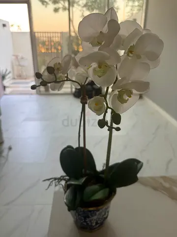 White Phalaenopsis Orchid in Decorative Pot