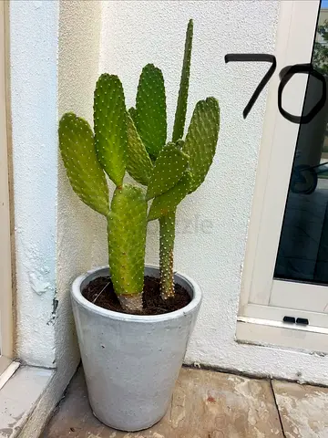 Healthy Potted Cactus Plant