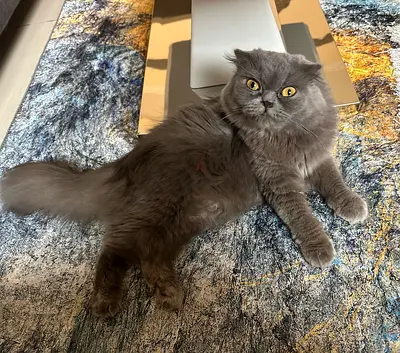 Scottish fold long hair eight months old female, healthy, beautiful and active