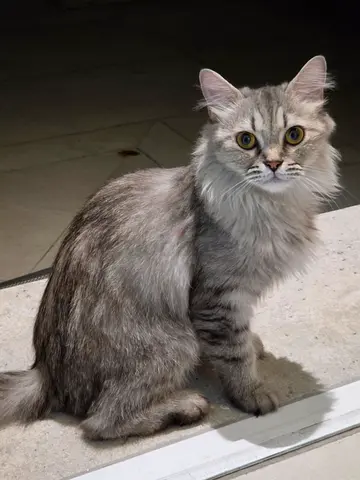 Free cat