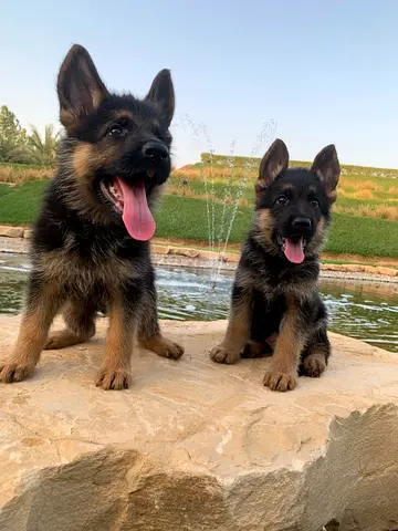 German Shepherd Puppy - Male (Short Hair)