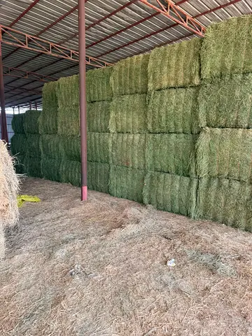 جت Alfafa