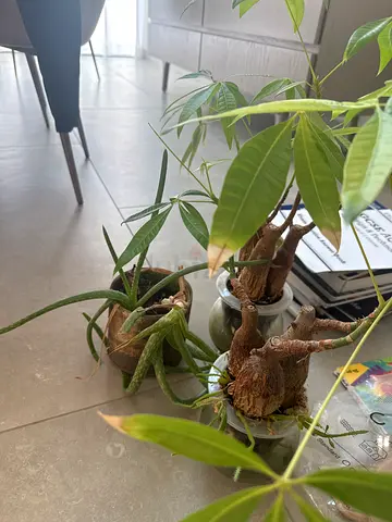 Collection of Indoor Potted Plants