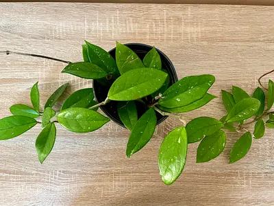 Hoya fungii ( Long)