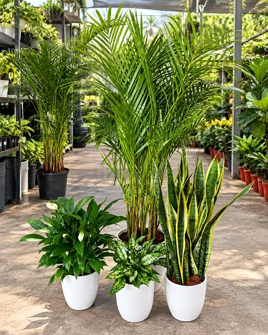 4 Indoor plants with ceramic pot