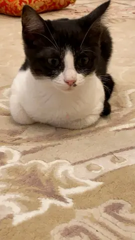Young black-and-white cat available for adoption tuxedo breeding