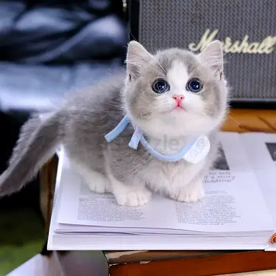 Adorable creamy mix white mucnkin