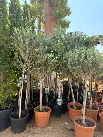Potted Olive Trees - Mature, Ready to Plant