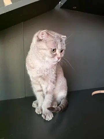 8 months Scottish Fold female cat looking for a new home