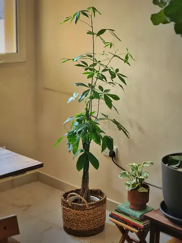 Indoor plant money tree (Pachira aquatica) with seagrass basket