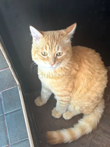 Cat