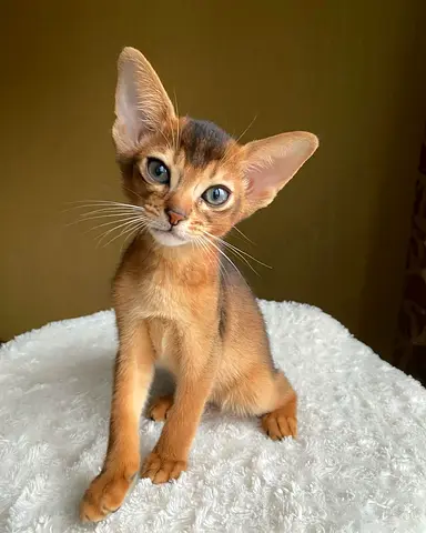 Abbyssinian pure breed available