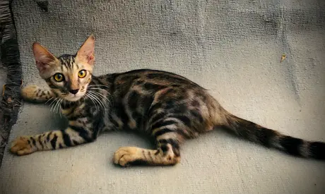 Spotted Gold Bengal - Kenai