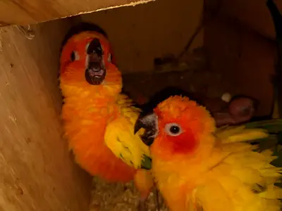 LOST MY SUN CONURE PAIR
