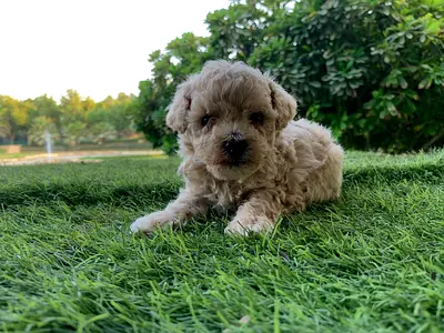 Poodle Puppy - Male