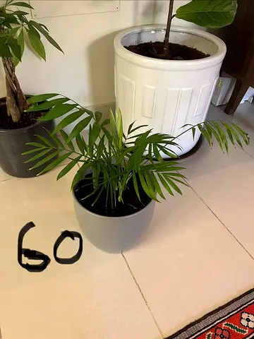 Healthy Parlor Palm Houseplant in Grey Pot