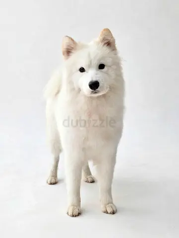 samoyed dog