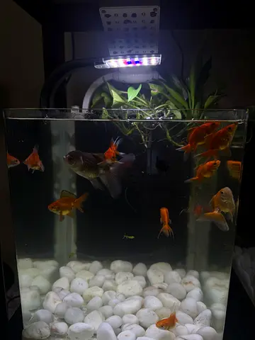 Aquarium