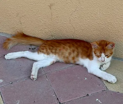 Young orange-and-white cat available for adoption