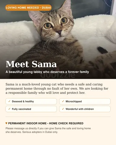 Sama — Young Tabby Cat Looking for Forever Home (Dubai)