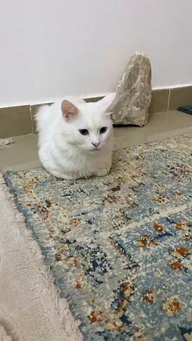 Fluffy Turkish Angora Boy Seeks Forever Home