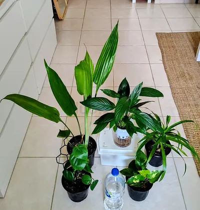 Collection of 5 indoor houseplants - mixed varieties, healthy and potted