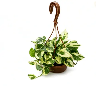 Live Marble Queen Pothos Hanging Plant | Beautiful Green & Cream Variegated Foliage | Easy-Care Indo