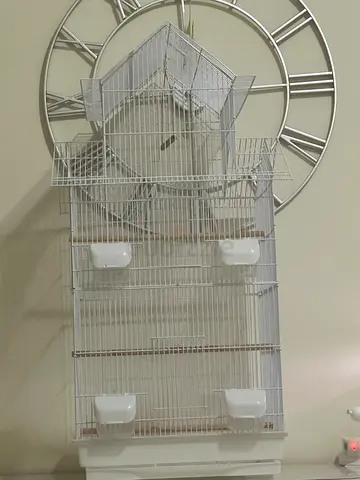 2 weeks old bird cage with accessories