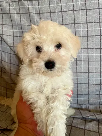 Small white fluffy puppy looking for a new home