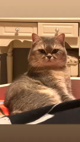 Cat for adoption