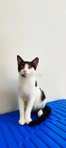 Cat adoption