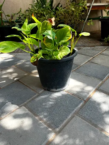 Money plant