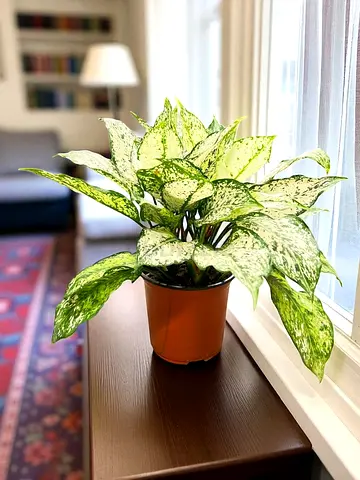 Aglaonema Spring Snow – Elegant Low Maintenance Indoor Plant