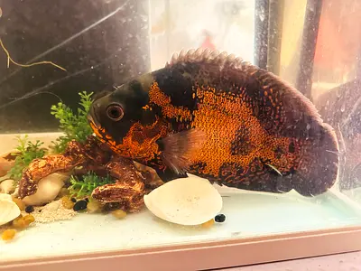 Oscar fish 8” 2nos