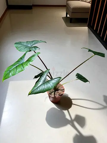 Alocasia houseplant in small pot - healthy green leaves