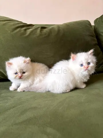 Two fluffy white Ragdoll Kittens 1.5 months old ready for new home