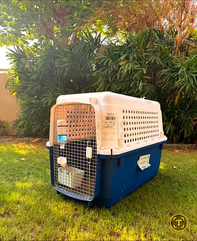 Cats and dogs carriers for air travel