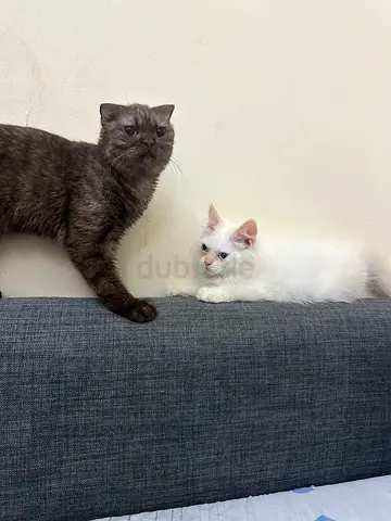 chinchilla scottish fold chocolate brown and Himalayan red point kitten three months male