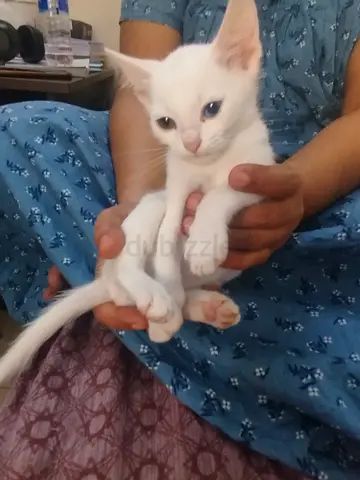 Kittens for adoption