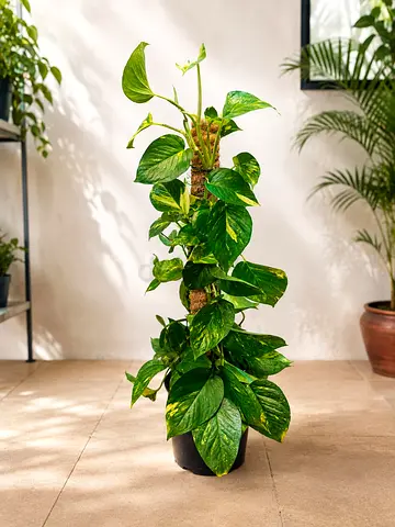 Live Golden Pothos Plant with Moss Support | 80 cm | Lush Variegated Indoor Plant for Home, Office &
